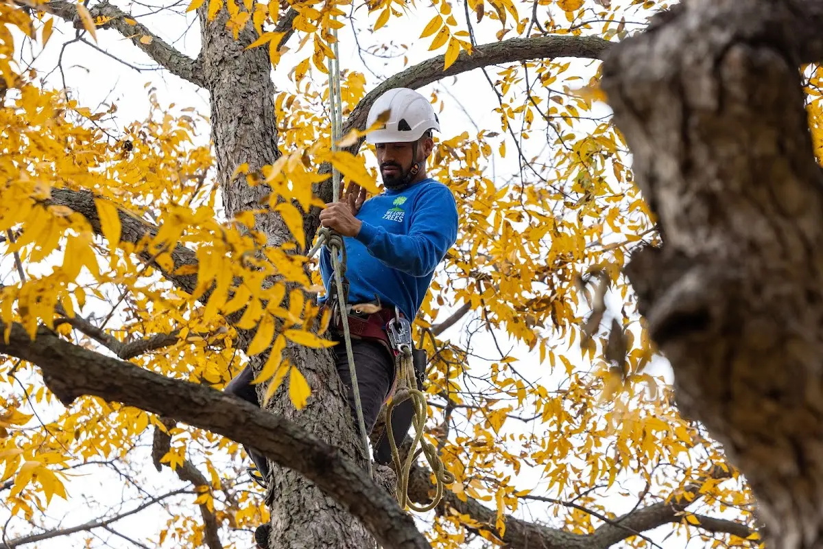 Skilled Tree Pruning crew working in Plymouth